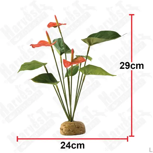 Exo Terra Anthurium bush